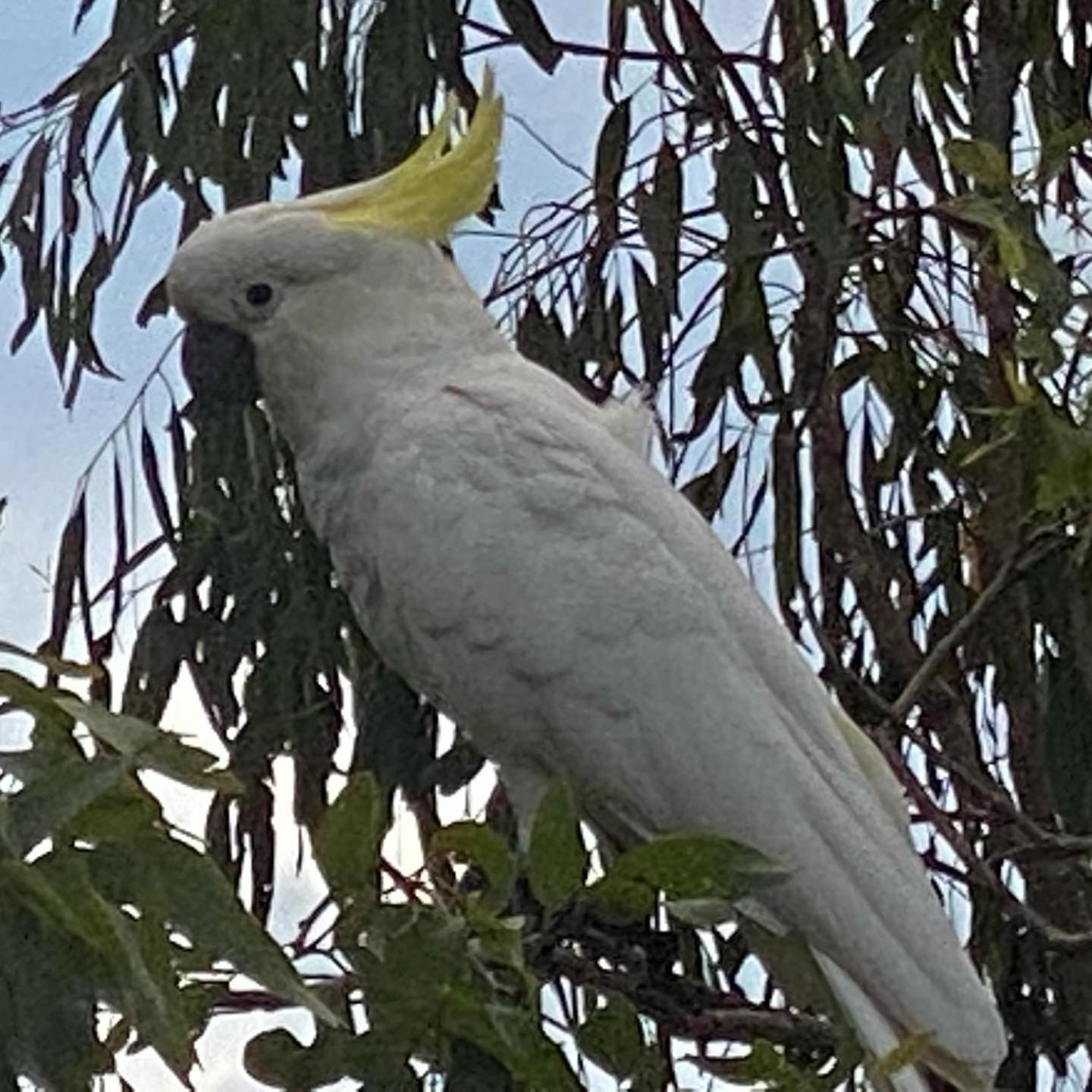 Among The Trees * Kooralbyn